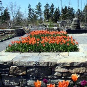 Early tulips are in bloom now and fountains are already flowing at Coastal Maine Botanical Gardens. Courtesy of Barbara Freeman Early tulips are in bloom now and fountains are already flowing at Coastal Maine Botanical Gardens. Courtesy of Barbara Freeman