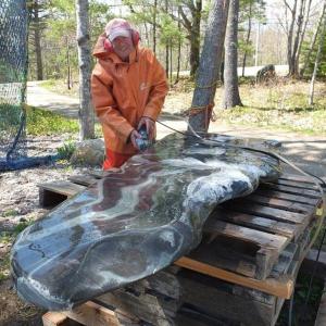 Dick Alden a stone sculptor from Boothbay puts the finishing touches on the Taliana memory bench before it gets installed at the Whale Park in Boothbay Harbor on May 30. RYAN LEIGHTON/Boothbay Register Dick Alden a stone sculptor from Boothbay puts the finishing touches on the Taliana memory bench before it gets installed at the Whale Park in Boothbay Harbor on May 30. RYAN LEIGHTON/Boothbay Register