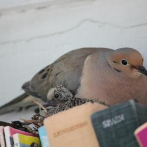 On June 19, a baby dove peeks out from under its sitting parent. SUE MELLO/Boothbay Register.