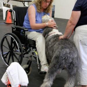 Gracie, the Old English Sheepdog owned by Lisa Cushman, greets Therapy Dog International evaluator Naomi Howe during the test at Positively Best Friends. Courtesy of Lisa Best