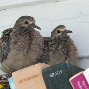By June 27, the baby doves, now looking like fluffy adults, are just about ready to fly. SUE MELLO/Boothbay Register. By June 27, the baby doves, now looking like fluffy adults, are just about ready to fly. SUE MELLO/Boothbay Register.