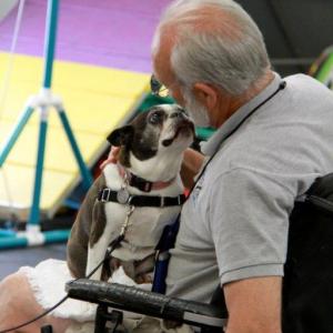 Lexi, the Boston Terrier owned by Holly Fulmer, charms evaluator Steve Seekins during her evaluation. Gracie, the Old English Sheepdog owned by Lisa Cushman, greets Therapy Dog International evaluator Naomi Howe during the test at Positively Best Friends. Courtesy of Lisa Best Lexi, the Boston Terrier owned by Holly Fulmer, charms evaluator Steve Seekins during her evaluation. Courtesy of Lisa Best