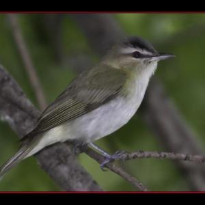 Red-eyed vireo Red-eyed vireo
