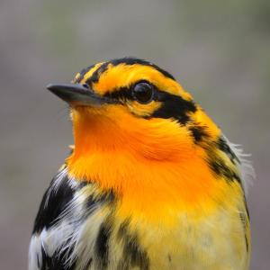 A blackburnian warbler. Courtesy of David Bonter A blackburnian warbler. Courtesy of David Bonter