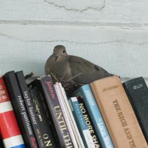 A pair of mourning doves is nesting on a top shelf of books on the porch at the Friends of the Library Used Bookstore. SUE MELLO/Boothbay Register