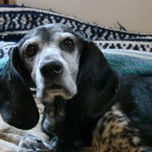 Freema, pictured days after her rescue, died June 1. SUSAN JOHNS/Wiscasset Newspaper