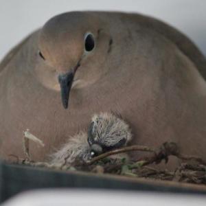 A first glimpse of a baby mourning dove nestled under its mother. RYAN LEIGHTON/Boothbay Register A first glimpse of a baby mourning dove nestled under its mother. RYAN LEIGHTON/Boothbay Register