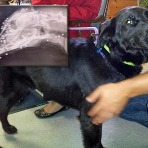 Lady, a young black Labrador retriever, was picked up in Waldoboro as a stray nearly two weeks ago. Her rescuers eventually found she was be riddled with BB shot under her skin, at least 83 pellets worth, luckily none of it causing serious injury. Courtesy of Lincoln County Animal Shelter