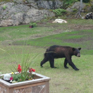 This bear visited the Thayer family on Mossy Drive in Wiscasset on June 13. Courtesy of Cheryl Thayer and Chelsey Thayer This bear visited the Thayer family on Mossy Drive in Wiscasset on June 13. Courtesy of Cheryl Thayer and Chelsey Thayer