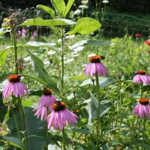 Echinacea. Known for its immune-boosting properties, the purple cone-flower is also beautiful and a favorite of bees and butterflies. SUE MELLO/Boothbay Register