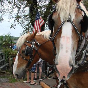 Belgian draft horses Bob, foreground, and Bill, who are half-brothers, take a break between wagon rides during the art walk July 25. SUSAN JOHNS/Wiscasset Newspaper