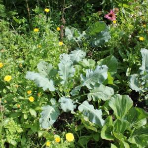 Calendula. The sunny pot marigold is bountiful throughout the growing season and grows well amid the vegetables. Here it offers a bright spot next to broccoli, bok choy and kale. SUE MELLO/Boothbay Register