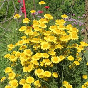 Golden marguerite. Beautiful in its own right, the golden marguerite also attracts beneficial insects that prey on the bad bugs. Let nature help you fight garden pests. SUE MELLO/Boothbay Register