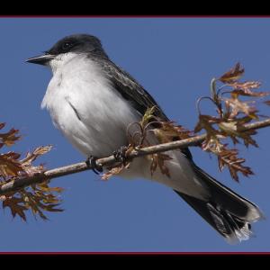 Eastern kingbird. Courtesy of Kirk Rogers