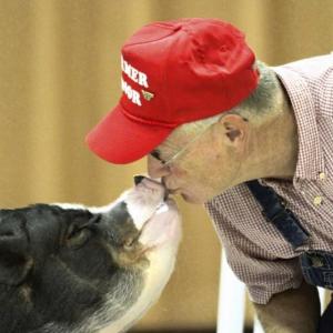 Daisy the Pig and Farmer Minor will be at the Fair as escorts and to meet and greet at the ninth annual Books in Boothbay: Maine’s Summer Book Fair. Photo courtesy of BHML