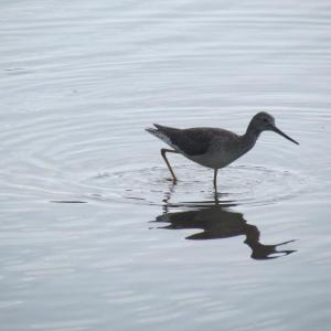 Greater Yellowlegs. Courtesy Jeff Wells