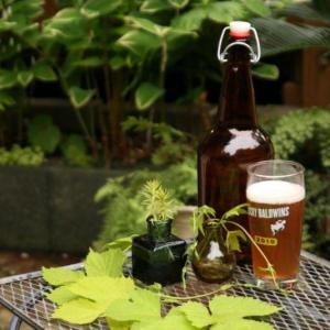 Beer and its component parts are the subject of a highly palatable program at Coastal Maine Botanical Gardens on July 25. Courtesy of Barbara Freeman
