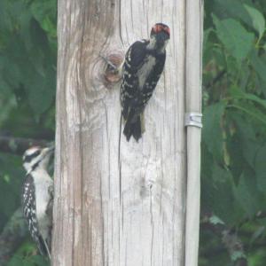 Hairy woodpecker. Dad on right, fledgling on left. Courtesy of Jeff Wells