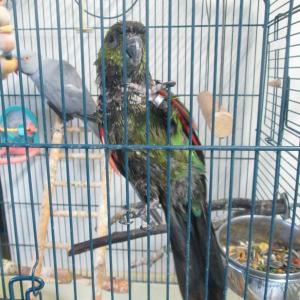Clover is a black-capped or rock conure. She is one half of a bonded pair with Gala, a yellow collared Macaw. They must be adopted together. Courtesy of LCAS