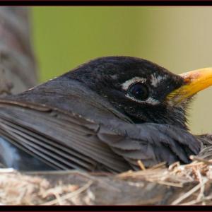 Unlike most birds, robins have several broods per season, sometimes as many as three. Courtesy of Kirk Rogers Unlike most birds, robins have several broods per season, sometimes as many as three. Courtesy of Kirk Rogers