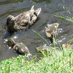 Roads End ducks. Courtesy of Michael Tomko