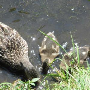 Something smells interesting on the bank here. Courtesy of Michael Tomko