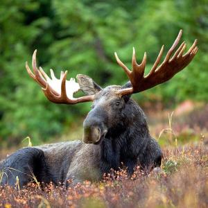 A male moose takes a rest in a field during a light rain shower. Courtesy of U.S. Fish and Wildlife Service
