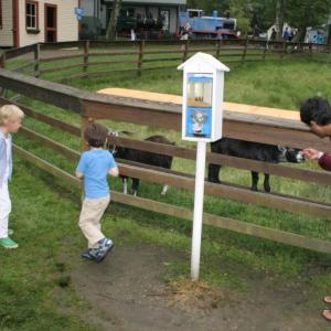 Greeting the Village goats. KEVIN BURNHAM/Boothbay Register