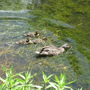 Mommy and baby ducks paddling around on Roads End Pond. Courtesy of Michael Tomko Mommy and baby ducks paddling around on Roads End Pond. Courtesy of Michael Tomko
