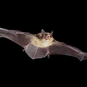 Little brown bats are in trouble