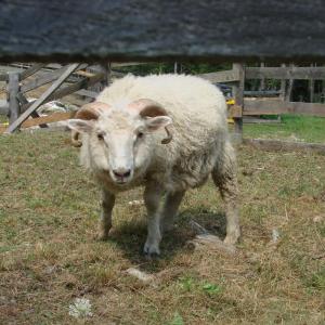 Icelandic sheep Goliath is one of fiber artist Susie Stephenson's 36 fiber-growing animals at home on Edgecomb's River Road. SUSAN JOHNS/Wiscasset Newspaper
