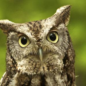 Chewonki will present its live Birds of Prey program at the Sheepscot Valley Family Festival on Sunday, September 8 in Sheepscot Village. Screech Owl photo courtesy of Chewonki.