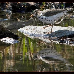 A breeding plumaged spotted sandpiper. Courtesy of Kirk Rogers