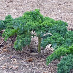 Kale in the school garden. Students harvested the lower leaves, and the school "cook" made kale chips for students to try at lunch last week. GARY DOW/Boothbay Register 
