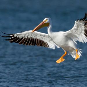American white pelican. Manjith Kainickara photo