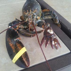 Courtesy of Aimee Hayden-Roderiques Maine State Aquarium Manager Aimee Hayden-Roderiques reported Tuesday that this lobster, with its “five-claw” crusher claw, is on its way to the Aquarium. She said it is being shipped to West Boothbay Harbor from Hyannis, Mass. this week, courtesy of Richard Figueiredo and Captain Peter Brown of the F/V Rachel Leah, one of TV’s “Lobster Wars” vessels. The lobster is due to arrive on Thursday and after a few days in a holding tank, it will be put on display in the Aquarium. Courtesy of Aimee Hayden-Roderique