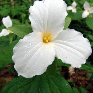 Gorgeous photos of plants, like this trillium by William Cullina, instructor of “After the Shutter Closes,” are just one type of image that can be enhanced and managed to great advantage. Courtesy of William Cullina Gorgeous photos of plants, like this trillium by William Cullina, instructor of “After the Shutter Closes,” are just one type of image that can be enhanced and managed to great advantage. Courtesy of William Cullina