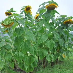 Even the sunflowers at Morris Farm in Wiscasset look a little down after a Thursday afternoon thunderstorm. But, fall will soon replace the September lightning storms. BEN BULKELEY/Boothbay Register