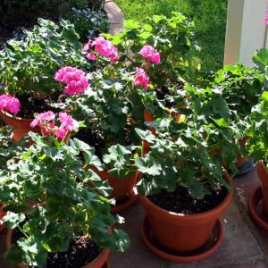 Geraniums (Pelargonium) are but one of many lovely garden flowers that thrive indoors after the growing season. The October 11 workshop at CMBG is a chance to learn how to bring the outdoors inside for winter. Courtesy of Barbara Freeman 