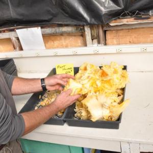 Buzz Pinkham sifts through pumpkin guts looking for seeds. The big squash produce valuable seeds. BEN BULKELEY/Wiscasset Newspaper