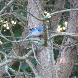 Blue jay. Courtesy of Jeff Wells