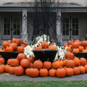Piled into wheelbarrows and displayed here, there, and everywhere, pumpkins in all shapes and sizes will be free to visitors beginning on October 28, while supplies last. Courtesy of Barbara Freeman