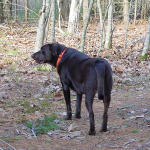 The late Avatar at Linekin Preserve demonstrating very good canine behavior! Courtesy of Boothbay Region Land Trust Avatar the dog