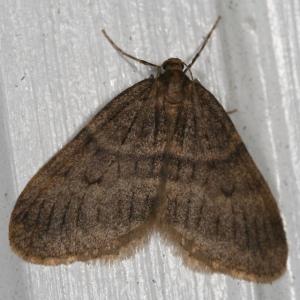 A male winter moth. Maine.gov photo