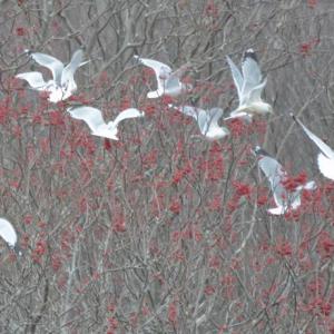 gulls ash berries
