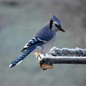 The first in SVCA’s Citizen Science Winter Program Series will focus on birds, Wednesday, Jan. 8 at 6:30 p.m. Blue jay courtesy of Greg Shute. Blue jay