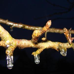 This Alna apple tree branch, photographed near dawn December 22, has some frozen droplets and a light glaze. SUSAN JOHNS/Wiscasset Newspaper icing on apple tree branch Alna