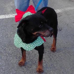 Buddha is one of 12 Woofs of Christmas dogs, currently looking for a home. He will also be featured at an Adoption Event at The Animal House on December 14 from 11 a.m. to 2 p.m. Courtesy of Aubrey Martin Woofs