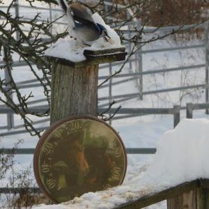 Disc-style thermometers, like this one sharing a post with a snacking Blue Jay, may not be the most accurate, according to a meteorologist with the National Weather Service’s Gray office. SUSAN JOHNS/Wiscasset Newspaper Blue Jay thermometer temperature
