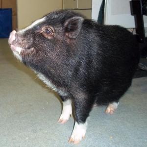 Wilbur the pig is looking for love (and handouts). SUZI THAYER/Boothbay Register